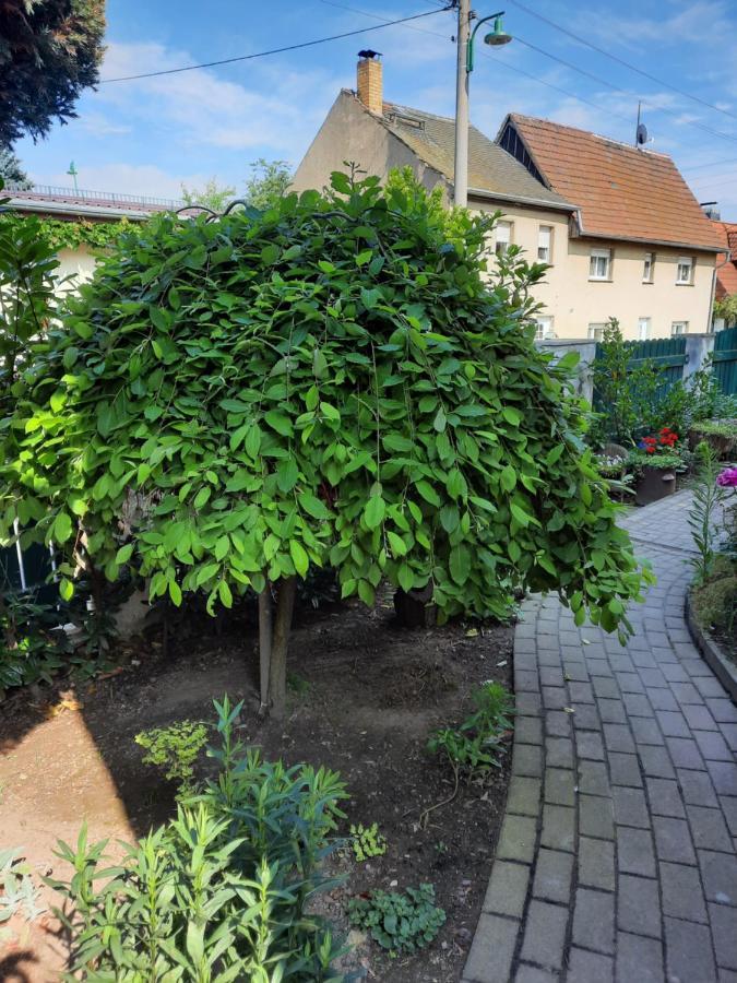 Gaestewohnung Am Thuemmlitzwald Ґрімма Екстер'єр фото
